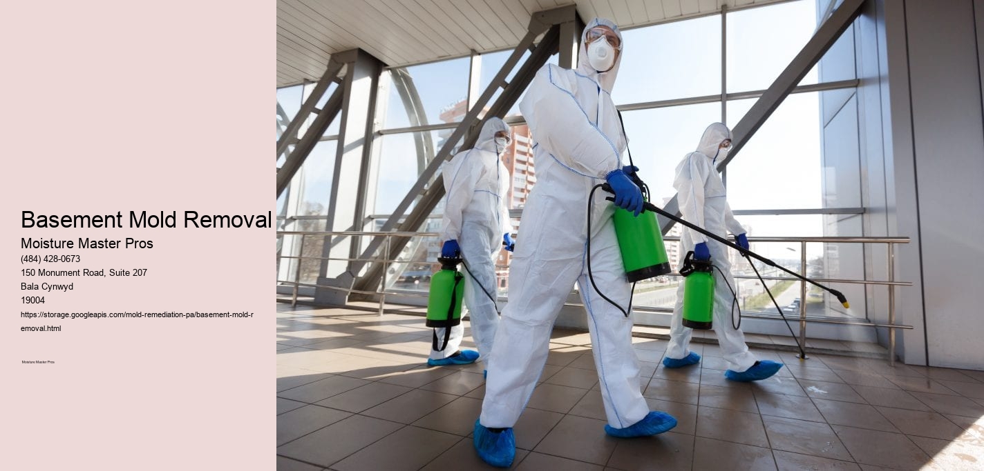 Basement Mold Removal