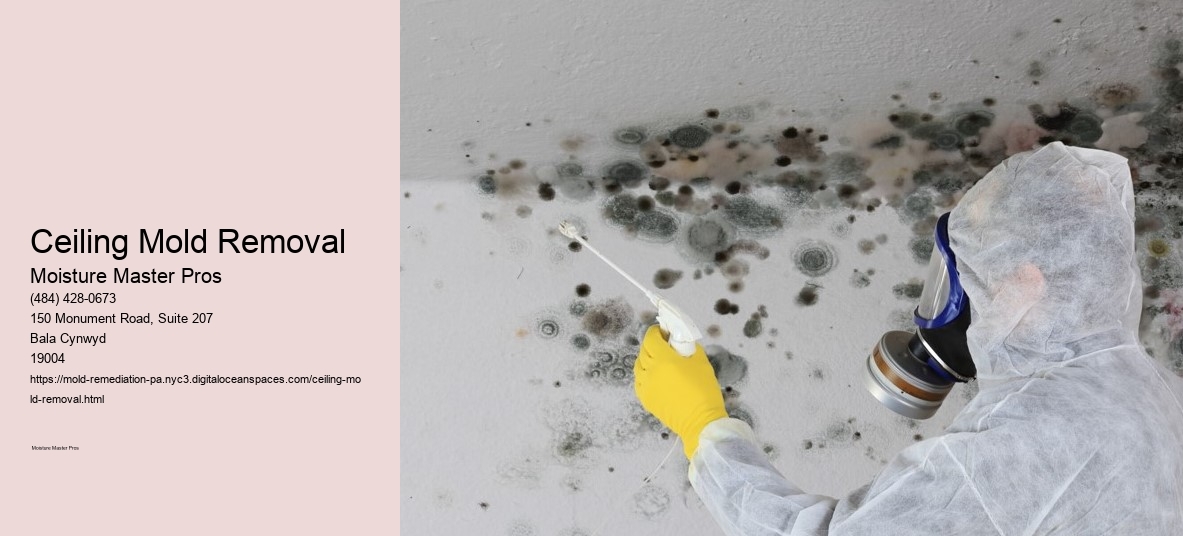 Ceiling Mold Removal