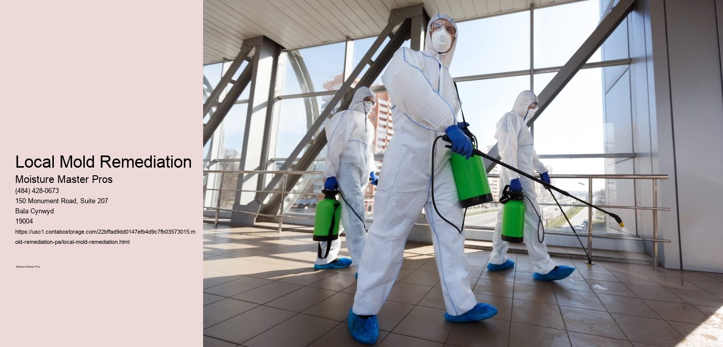 Local Mold Remediation 