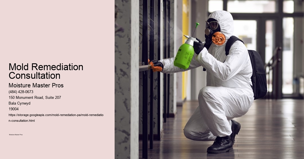 Mold Remediation Consultation